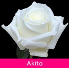 03 akito