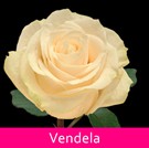 04 Vendela