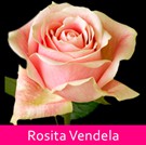 08 Rosita-Vendela