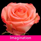 10 Imagination