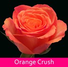 14 Orange-Crush