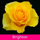 18 Brighton